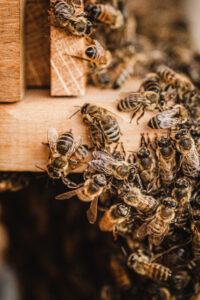 beekeeping